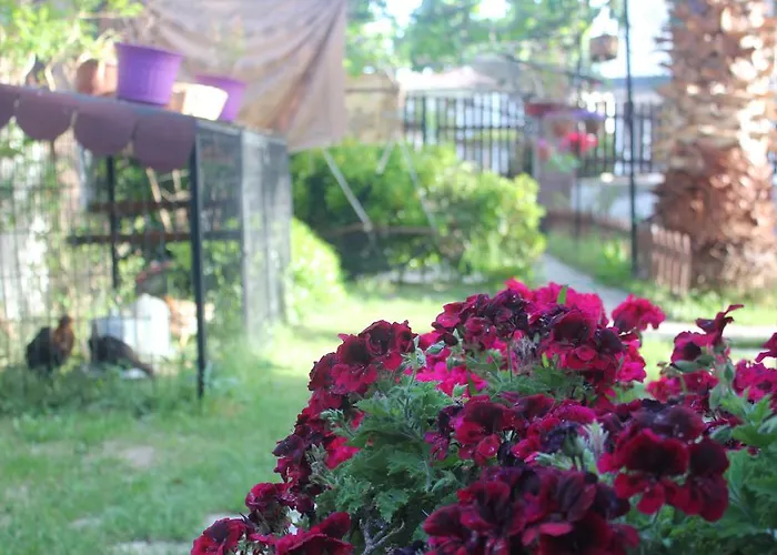 לינה וארוחת בוקר Ada 2*