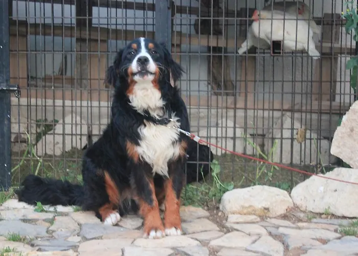 Ada לינה וארוחת בוקר