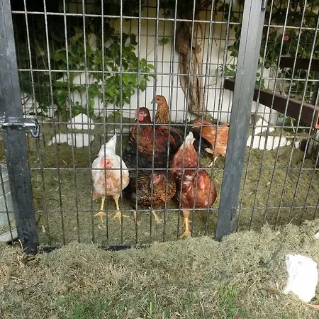 Ada Oda ve Kahvaltı